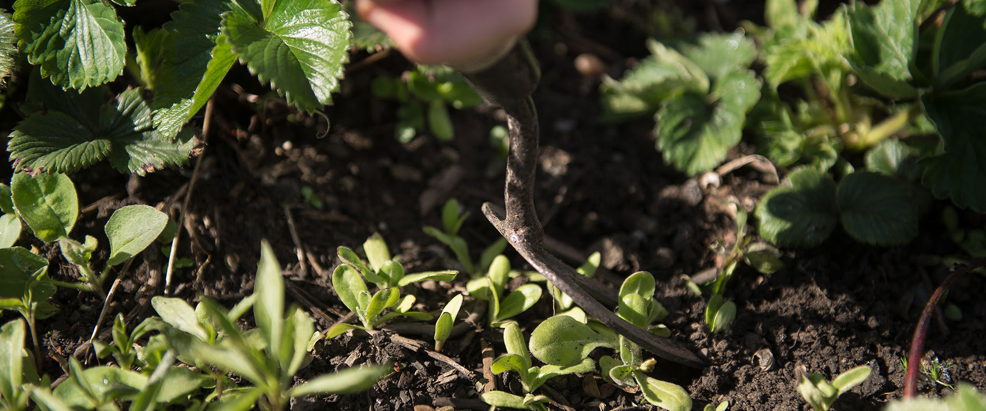 Digging up vegetables on vegetable patch.